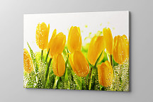 Obraz Žlté tulipány 1543